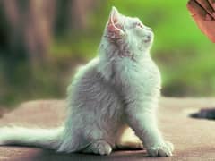 Persian Cat
