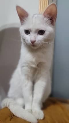 White Persian Female Cat | 8 months