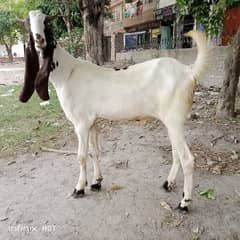 beautiful Bakra/goat/خوبصورت بکرا