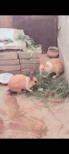 Rabbits