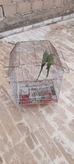 ringneck parrot for sale urgent