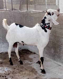 gulabi