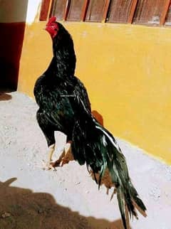 Lassani Aseel chicks