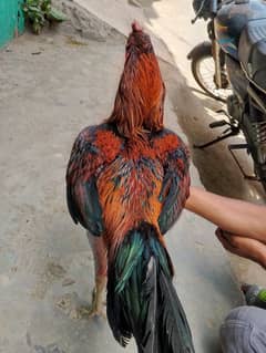 Thai