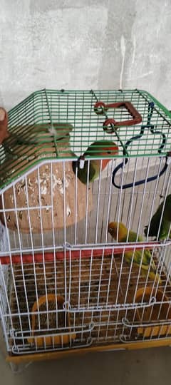 love bird