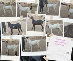 Goats