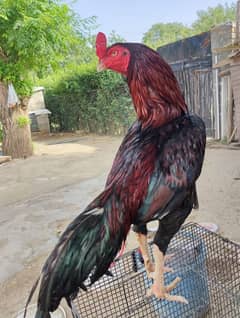 25000