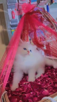 Persian kitten for urgent sale my WhatsApp number 03706577151