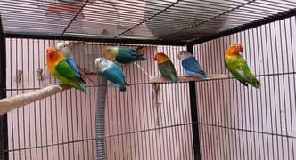 Love birds