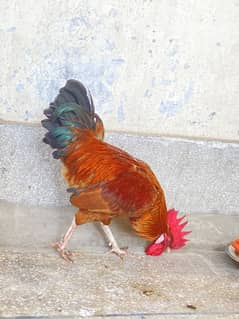 Desi Murga Murgi For sale Roz Anda dene wali murgi ha
