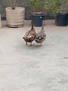 Healthy ducks Ghar ki Pali hoi 2000