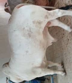 cholistani cows sale