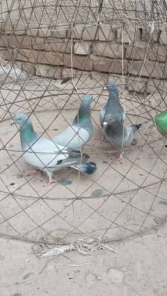 پانچ جوڑے خوبصورت کبوتر برائے فروخت
