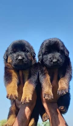 German long coat male female for sale