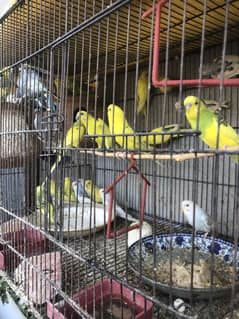 Budgie