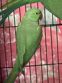 Parrot for sale