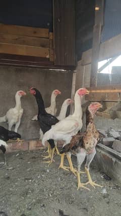 5 months shamo available 03249401570