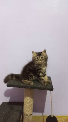 tabby