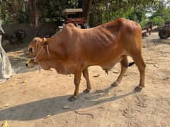 Qurbani bulls for sale