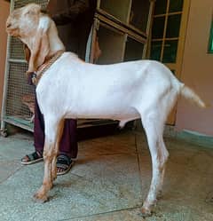 Bakray donday excellent healthy and beautiful makhi chinay