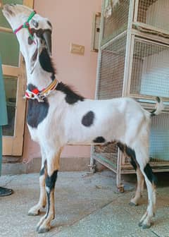 Bakra 2dant 03498200770