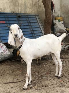 Age 2 year old qurbani ki bakri Price 60,000