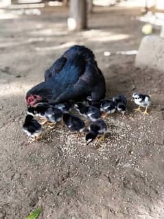 aseel/chicks aseel/hen aseel/murgi aseel/choza desi/hen aseel/murga