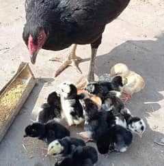 aseel/chicks