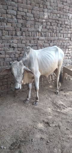 qurbani k lia 2 janwar 03487781348