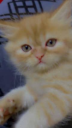persian cat