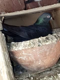 beautiful high flay pigeon or fancy pegions