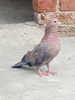beautiful high flay pigeon or fancy pegions