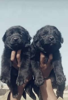 Balck German Shepherd male female available for sale