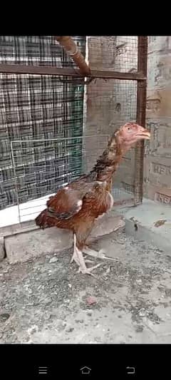 mianwali aseel for sale urgent