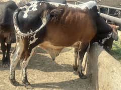 Qurabni