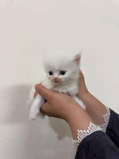 Persian cat kittens