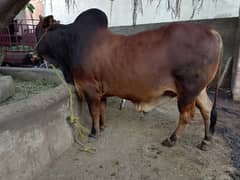 bachra/vacha/washa/Bull/waira/vaira