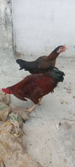 desi pair