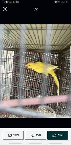 yellow parrot for sale