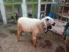 Qurbani