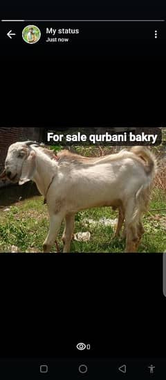 2 dant bakry for sale cheap price