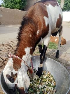 Qarbani