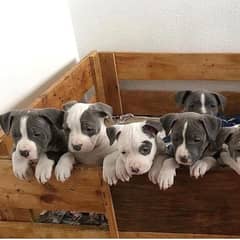 American bully puppies