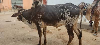 Qurbani Bulls | Cow | wacha | sahiwal | Desi cow|qurbani janwar.