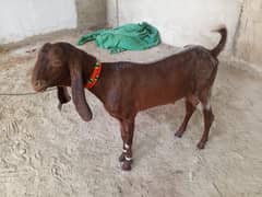 Bakra