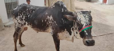 Qurbani