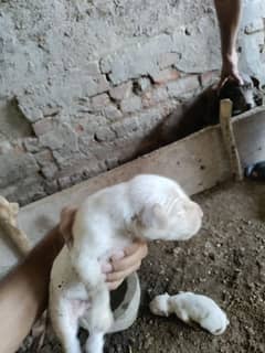 German pointer puppy for sale| White, Black, Brown