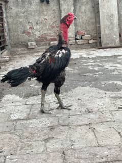 pure Thai pokoya chick's old blood line for sale
