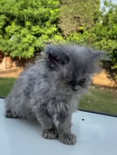 Persian kitten | triple long coated Kittens |  03406947464 WhatsApp
