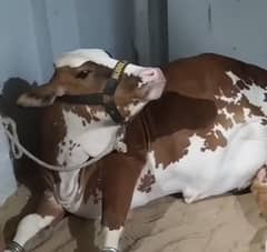 Qurbani ka 1 hissa baki hia jisko karna hai contact kare